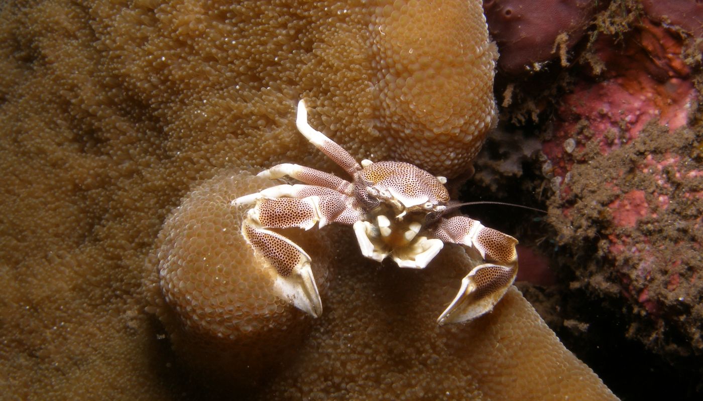 Océan & biodiversité