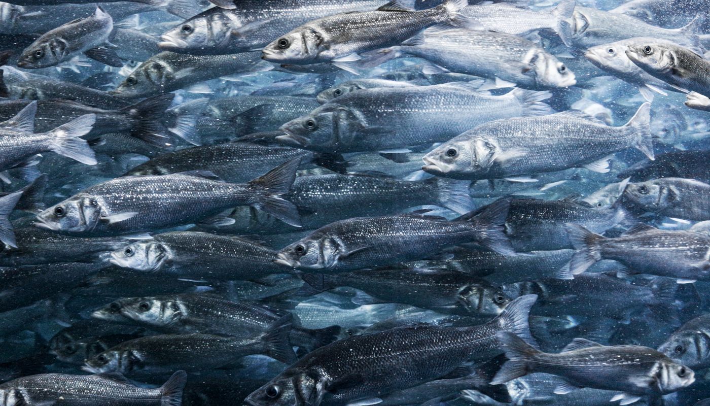 Banc de poissons dans une eau claire